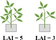 plant drawing on left with five stems and three leaves each LAI = 5, plant drawing on right with three stems and three leaves each LAI = 3