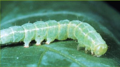 green cloverworm is light green and side view three legs at front of body three toward end, similar looking to a caterpillar