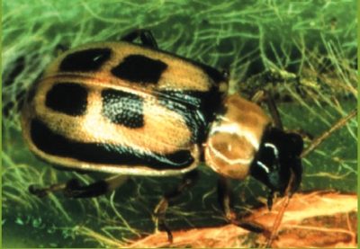 bean leaf beetle is golden with black squares on back