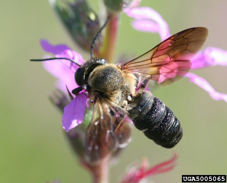 A giant resin bee with spread wings visiting a purple flower. 
