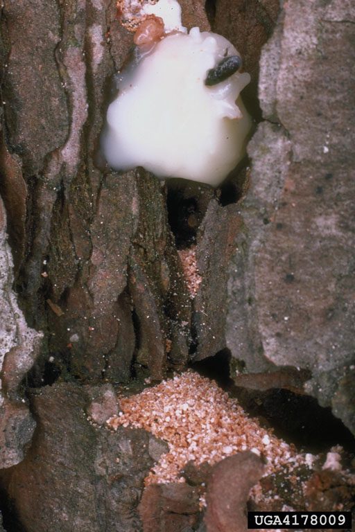 A southern pine beetle is trapped in a blob of white pitch above a pile of reddish boring dust that has accumulated under the site where the beetle began excavating an entrance hole.