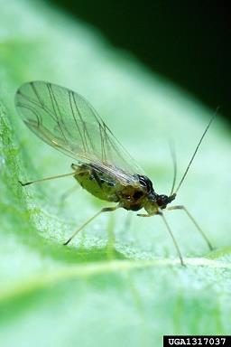 Figure 1. A winged green peach aphid sits on a leaf.