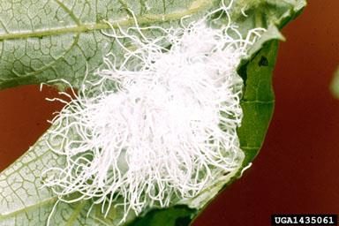 Figure 6. A woolly alder aphid on a leaf resembles a mass of long white filaments.