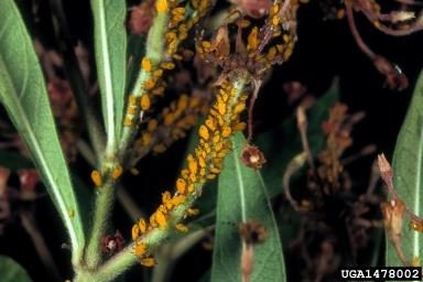 Figure 2. A large group of orange-colored aphids are feeding on a milkweed plant.