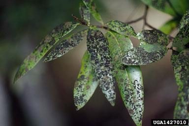 Figure 5. Sooty mold grows on plant leaves, forming an unsightly black crust.