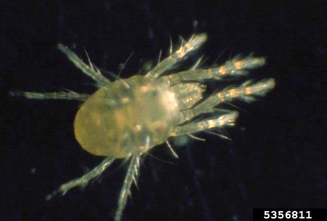 Figure 1, A photo of a spider mite showing the body, eight legs, and mouthparts.