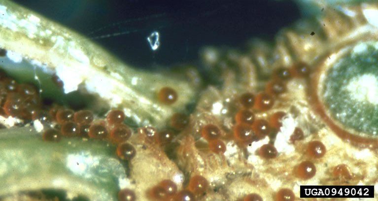 Figure 2, Numerous spider mite eggs laid on a conifer twig.