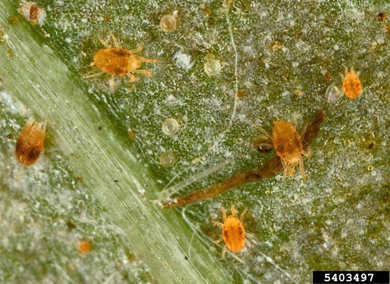 Figure 7, Multiple spider mites with their eggs on the underside of a damaged leaf.