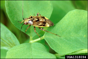 An insect walks across a fresh leaf.