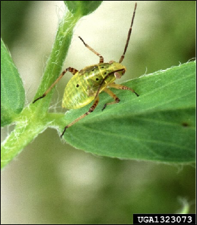 A tarnished plant bug nymph rests in  a plant leaflet.
