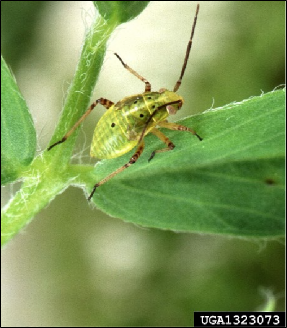 A tarnished plant bug nymph rests in a plant leaflet.