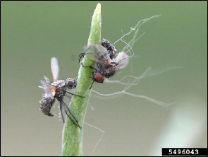 Two small flies are stuck to the tip of a plant after dying from infection by an insect-killing fungi.