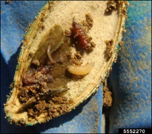 A seedcorn maggot and pupa in the empty hull of a pumpkin seed.