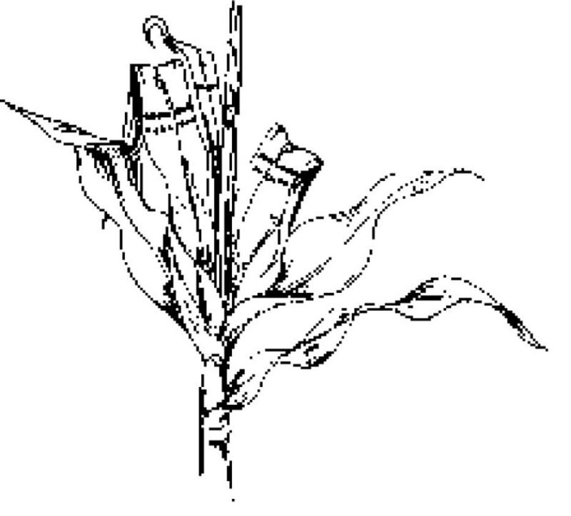 black and white drawing of a corn stalk that is wilting 