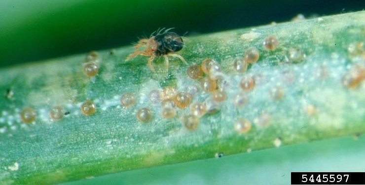 Figure 1, A spider mite with many eggs on a conifer needle discolored by mite feeding.