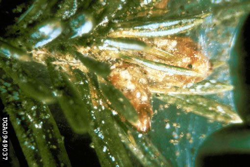 Figure 4, The tip of a spruce twig is covered in webbing from spruce spider mites.