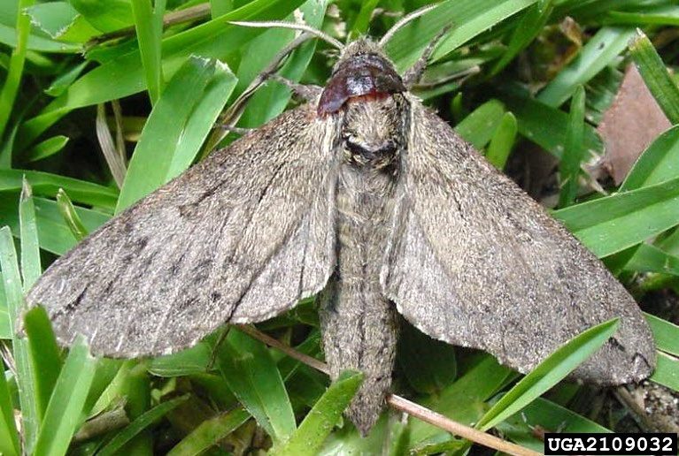 Figure 2, A broadly triangular adult catalpa sphinx moth.