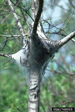 Figure 1. A silk nest with caterpillars on it in the crotch of a small tree.
