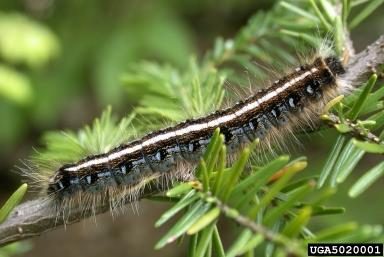 Figure 2. A hairy caterpillar with a white stripe down its back.