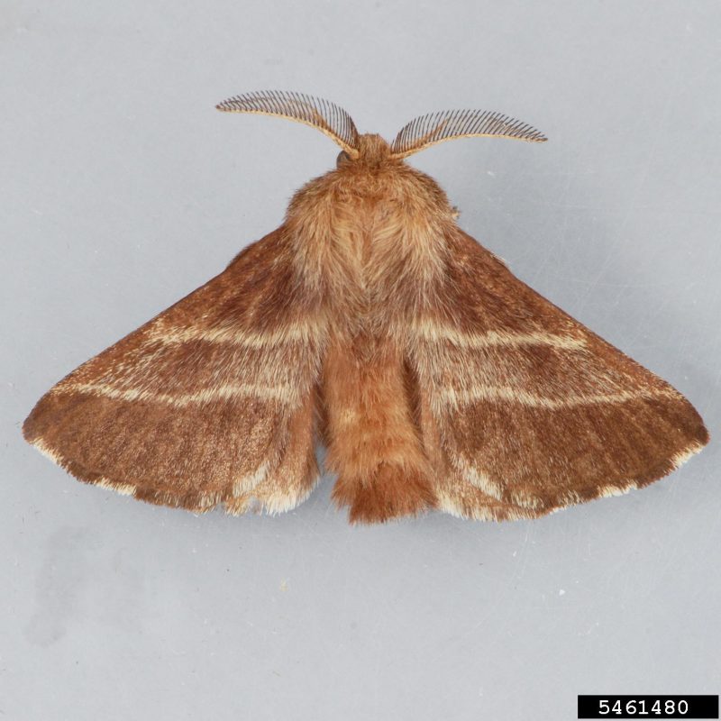 A close up of the dorsal view of a stout hairy moth with its wings slightly outstretched.