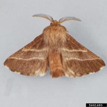Figure 3. A brown moth with pale stripes on the wings.