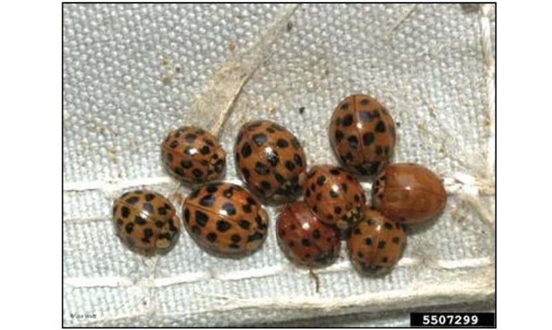 Figure 1. A cluster of orange beetles with dark spots.
