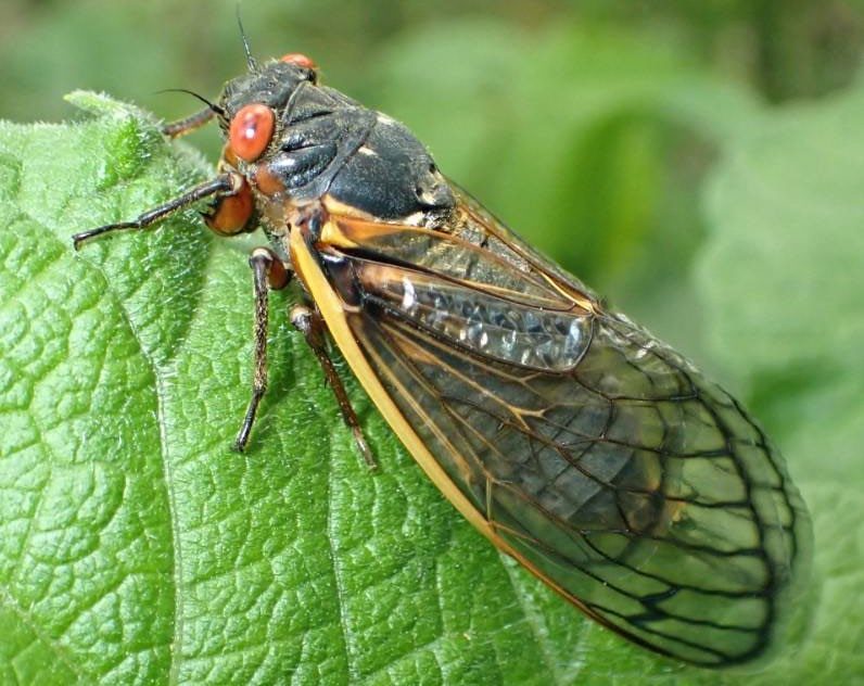 Figure 1, An adult periodical cicada rests on a leaf.