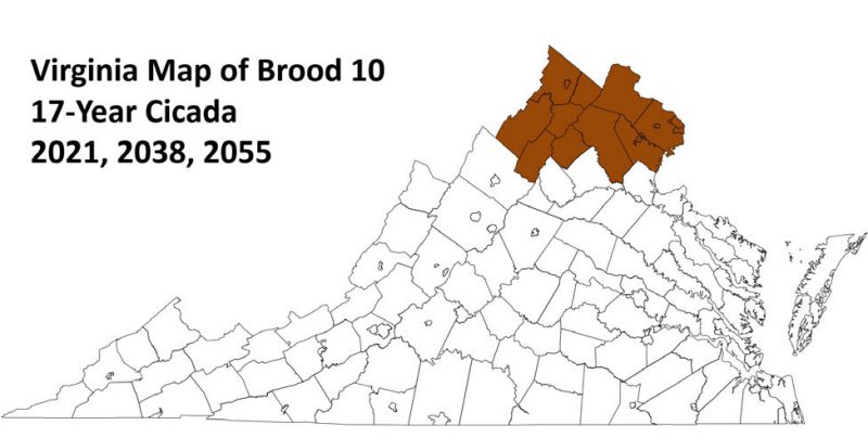 Figure 5, A map of Virginia highlighting the expected emergence of Brood 10 periodical cicadas in northern Virginia in 2021, 2038, and 2055.