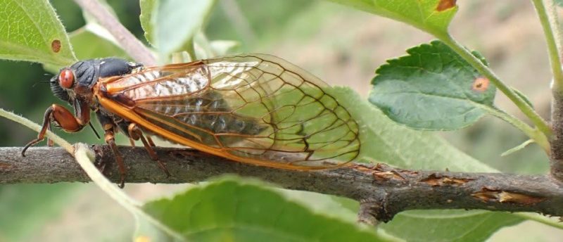 Figure 2, An adult periodical cicada rests on a twig after laying her eggs under the thin bark.