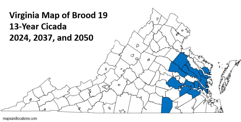 Figure 4, A map of Virginia highlighting the expected emergence of Brood 19 periodical cicadas in eastern Virginia in 2024, 2037, and 2050.