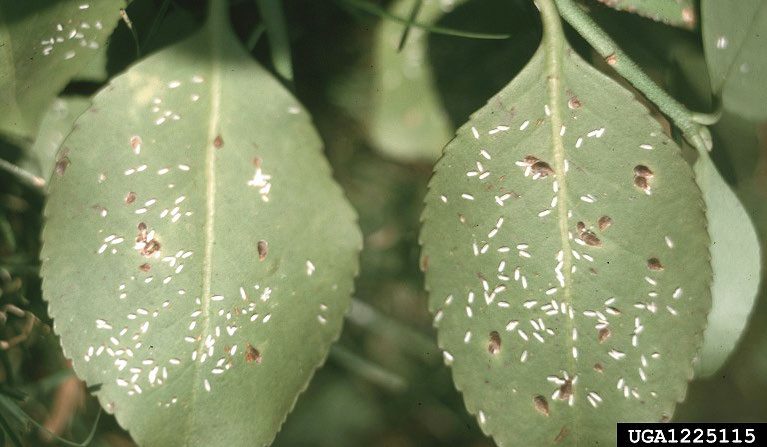 Figure 3, Euonymus scales on the underside of a euonymus leaves.