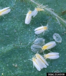A cluster of adult whiteflies beside empty pupal cases on a leaf.