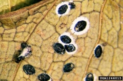 A closeup of a brown leaf with many black pupal cases of the mulberry whitefly.