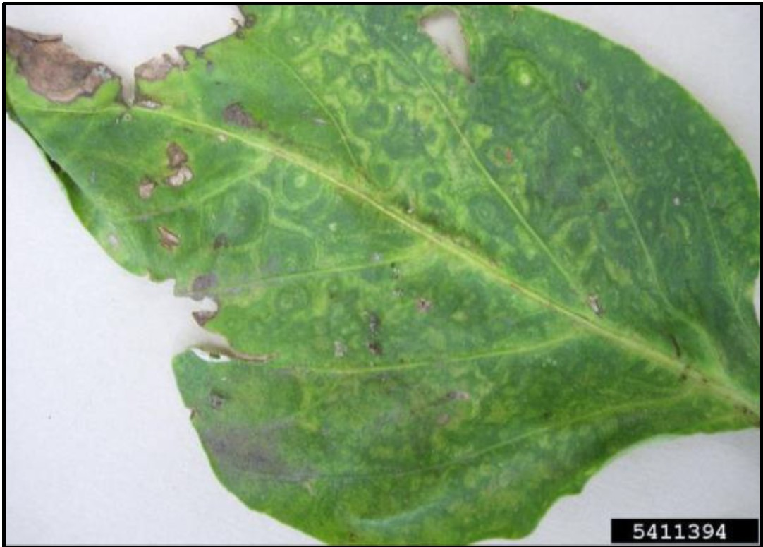 A leaf with multiple ring-shaped lesions indicative of tospovirus infection due to thrips feeding.