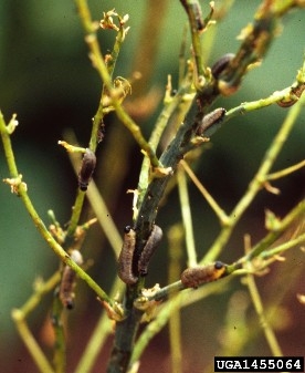 Asparagus beetle larvae defoliating asparagus against a blurred background.
