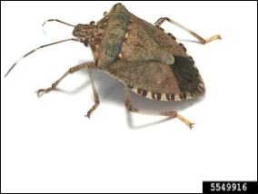 Depiction of brown marmorated stink bug adult against a white background.