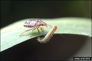 Spined soldier bug nymph feeding on a caterpillar, standing on a leaf, against a black background.