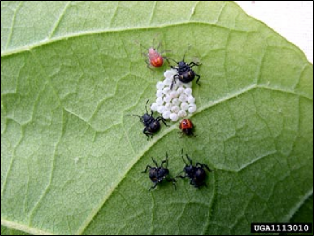 Depiction of a brown marmorated stink bug egg mass, first instar nymph, recently-emerged second instar nymph, and several sclerotized second instar nymphs on a leaf.