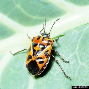 Depiction of a harlequin bug adult on a leaf.