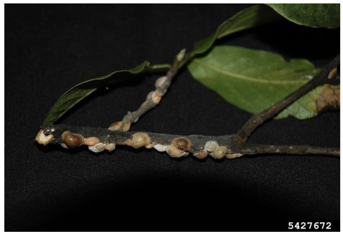 Magnolia scales, with and without a waxy covering, on a magnolia twig with leaves.