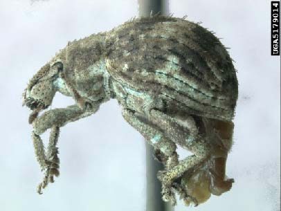 Figure 2. Adult twobanded Japanese weevil (Michael C. Thomas, Florida Department of Agriculture and Consumer Services, Bugwood.org).