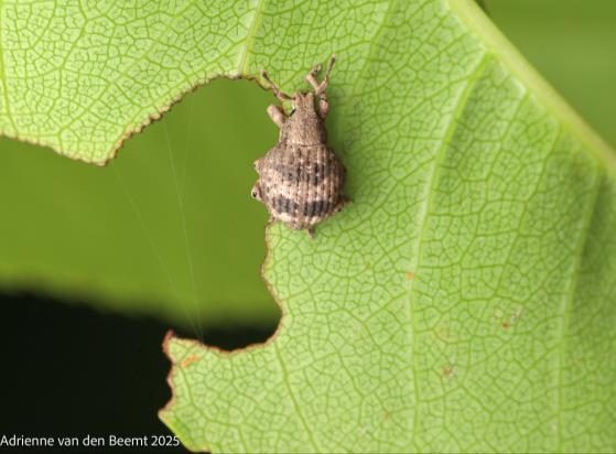 Figure 3. Feeding damage by adult twobanded Japanese weevil (Photo 537542471, Adrienne van den Beemt, CC BY 4.0, iNaturalist).