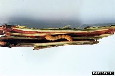 Figure 2. A yellow beetle larva shown in a split length of a twig.