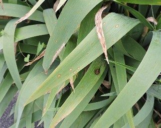 Oval leaf spots with watersoaked margins