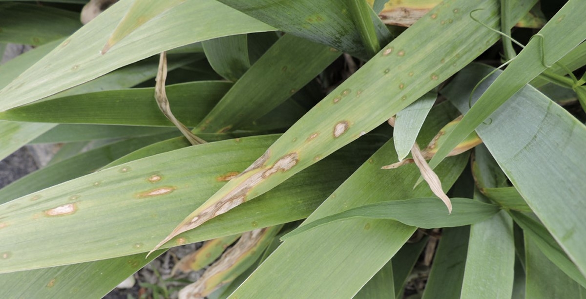 Leaf tip dieback and spots with reddish brown margins