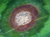 Dark spores of the fungus Cladosporium iridis developing within a leaf spot on iris.