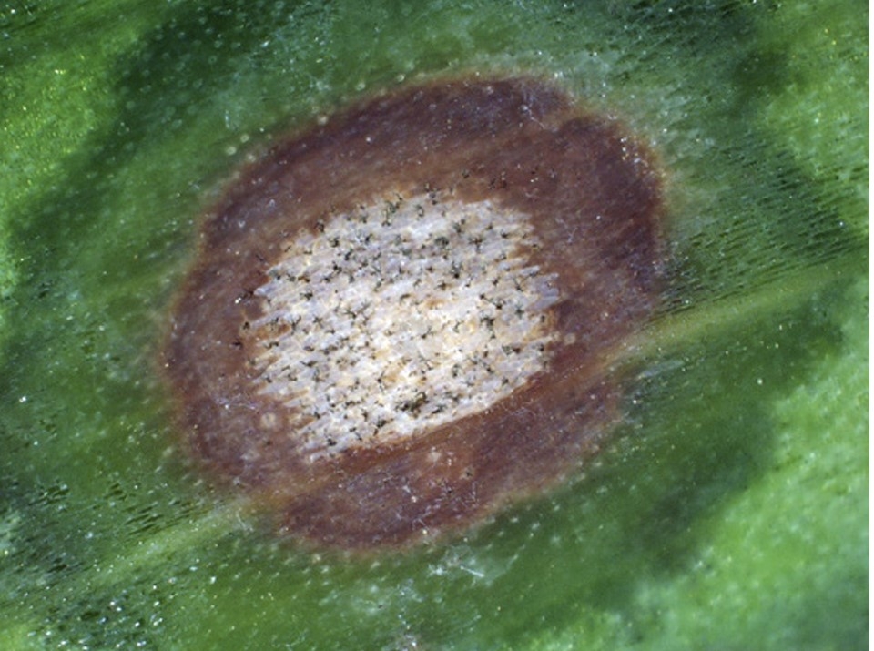 Dark spores of the fungus Cladosporium iridis developing within a leaf spot on iris.