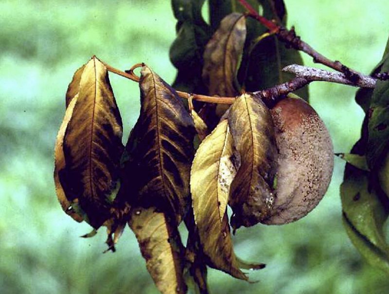 Yellow and brown wilted leaves and a nectarine covered with a whitish substance with greenery in the background.