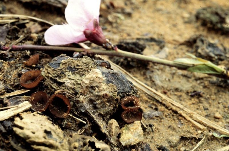 A pink flower laying on a brown ground next to brown oval shaped structures.