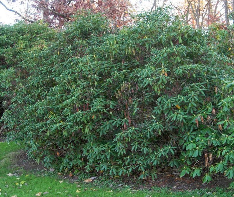 Symptoms of Botryosphaeria dieback on rhododendron.